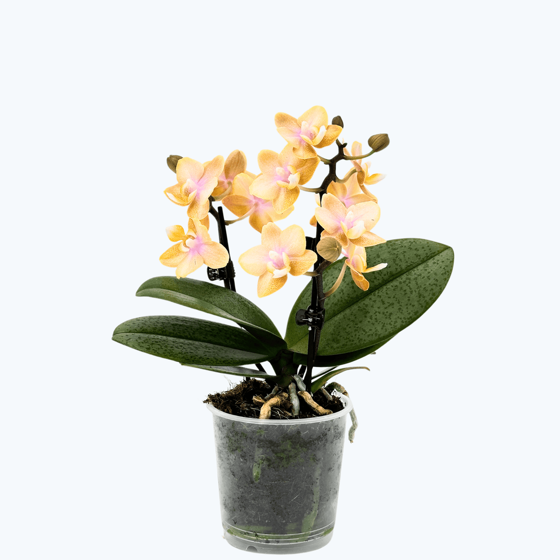 Duftorchidee Table Dance Elemental mit gelben Blüten mit 2 Rispen