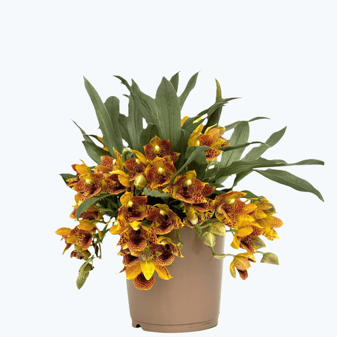 Promenaea Sunlight mit gefleckten orange-braunen Blüten