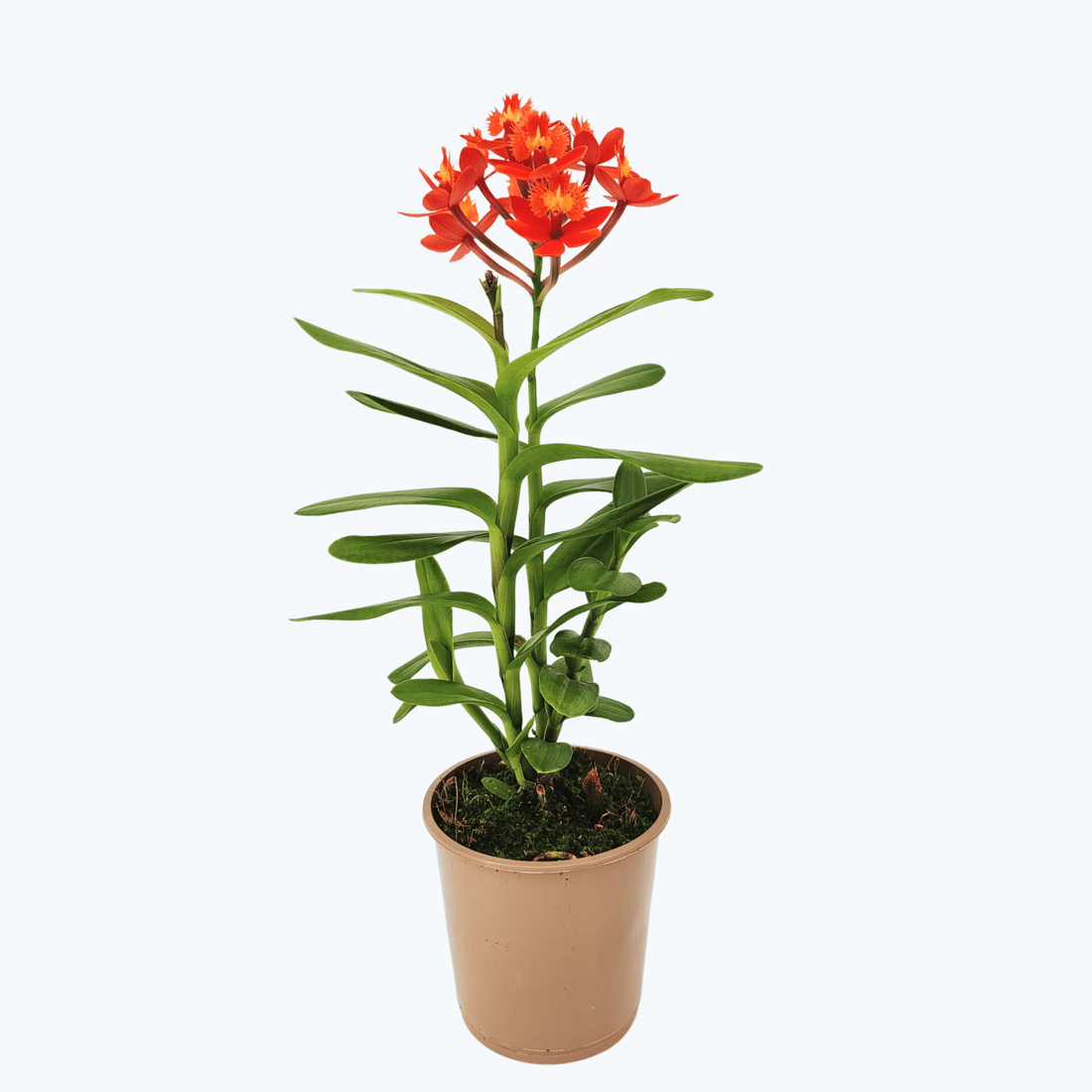 Epidendrum Nordic Fire Dauerblüher mit orange-roten Blüten und 1 Rispe