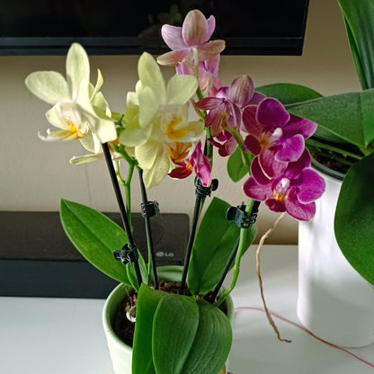 Cocktail Orchidee mit gelb-roten Blüten und 5+ Rispen