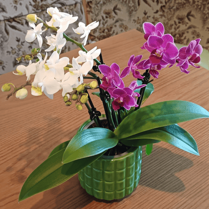 Cocktail Orchidee mit violett-weißen Blüten und 5+ Rispen