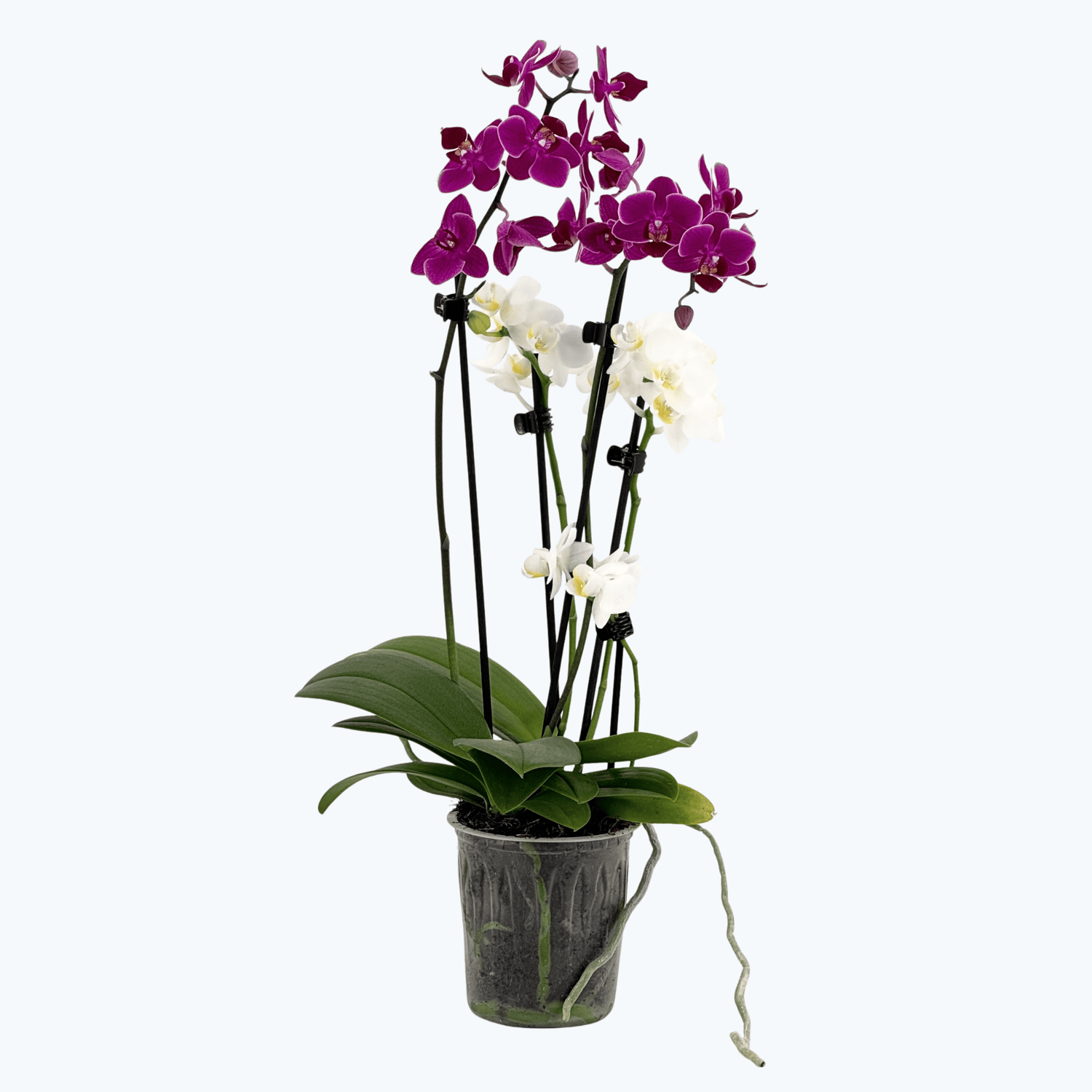 Cocktail Orchidee mit violett-weißen Blüten und 3+ Rispen aufgeblüht
