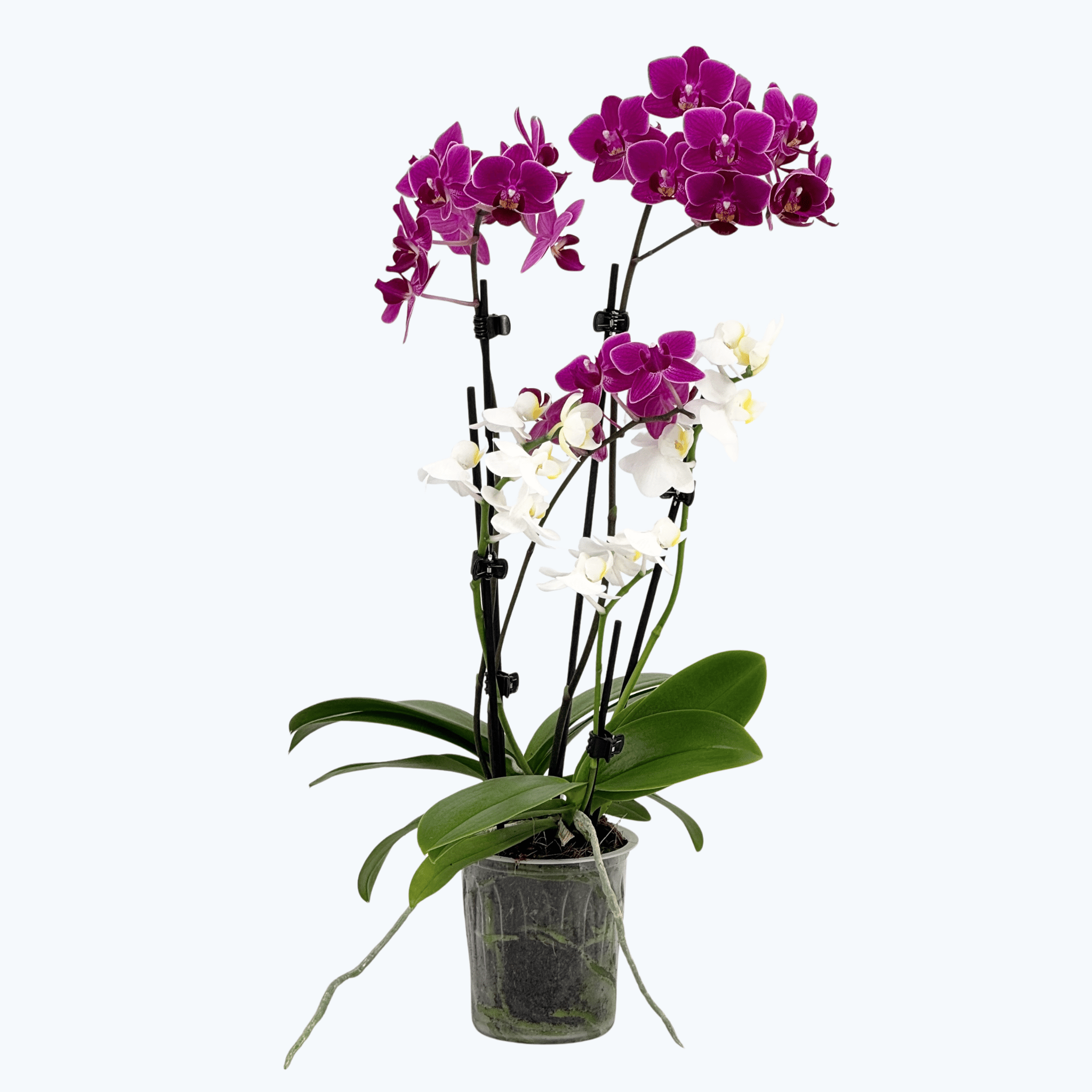 Cocktail Orchidee mit violett-weißen Blüten und 3+ Rispen aufgeblüht