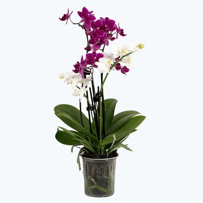Cocktail Orchidee mit violett-weißen Blüten und 3+ Rispen aufgeblüht