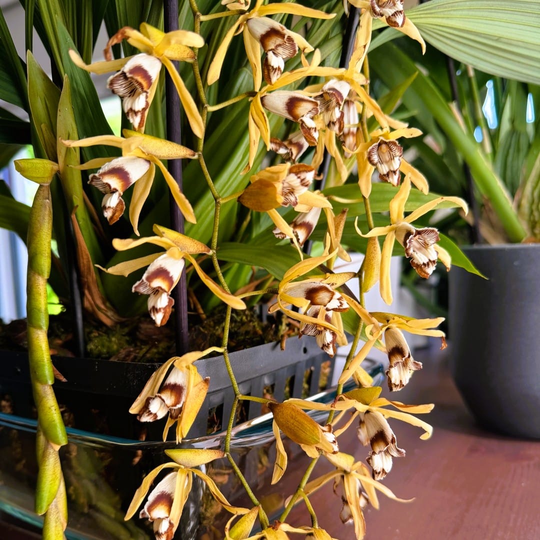 Coelogyne dayana Solitärpflanze im Orchideenkorb mit Rispenansatz - Rarität!
