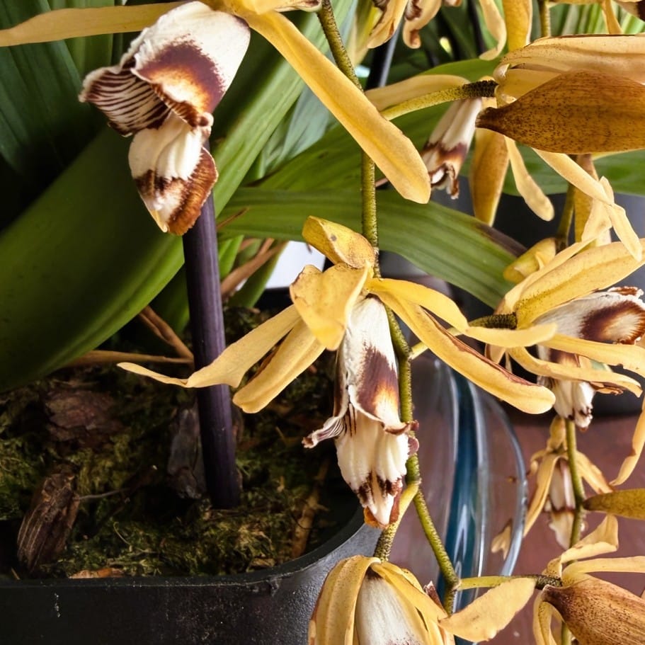 Coelogyne dayana Solitärpflanze im Orchideenkorb mit Rispenansatz - Rarität!