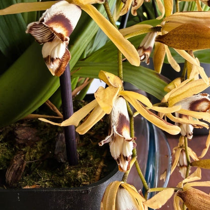 Coelogyne dayana Solitärpflanze im Orchideenkorb mit Rispenansatz - Rarität!
