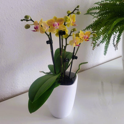 Table Dance El Paso mit gelb-orange-gestreiften Blüten und 3 Rispen