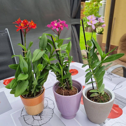 Epidendrum Nordic Fire Dauerblüher im 3er Set mit 1+ Rispen