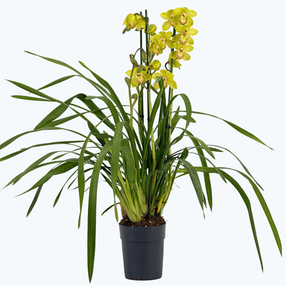 Cymbidium XL mit 4 Rispen und gelben Blüten