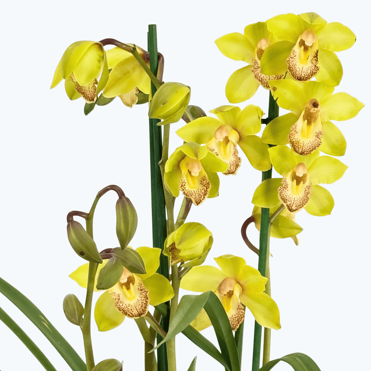Cymbidium XL mit 4 Rispen und gelben Blüten