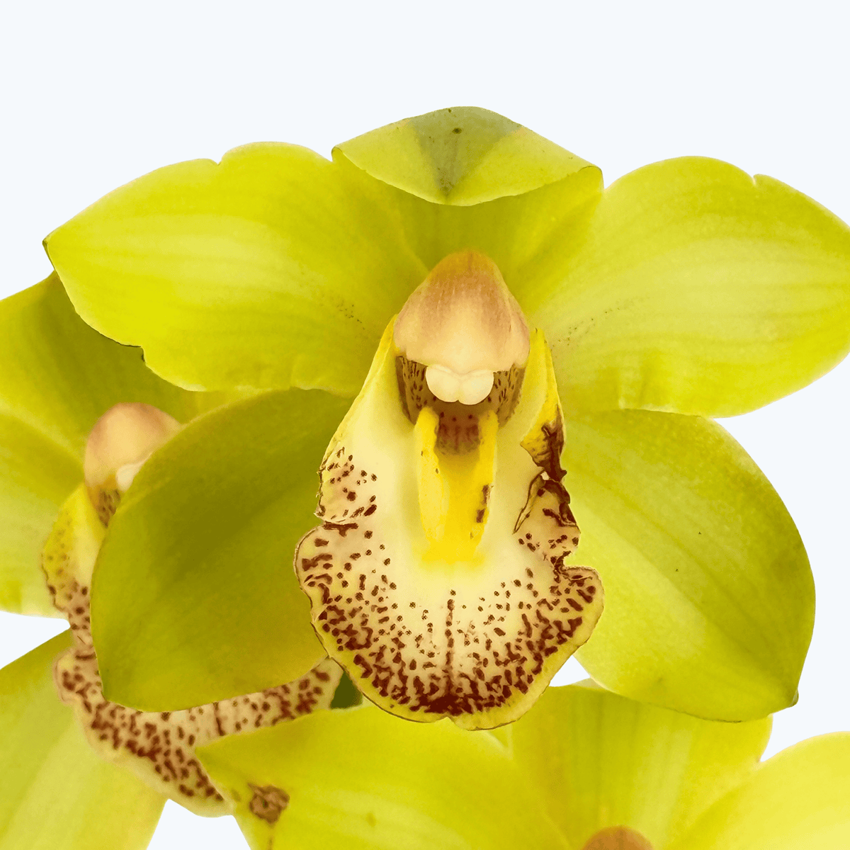 Cymbidium XL mit 4 Rispen und gelben Blüten