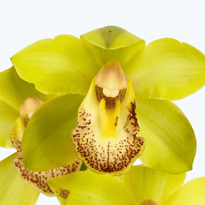 Cymbidium XL mit 4 Rispen und gelben Blüten
