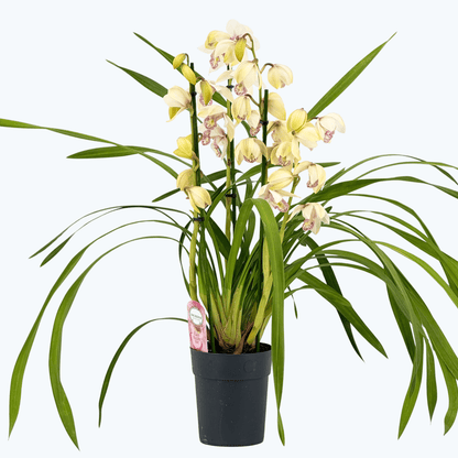 Cymbidium XL mit 4 Rispen und weißen Blüten