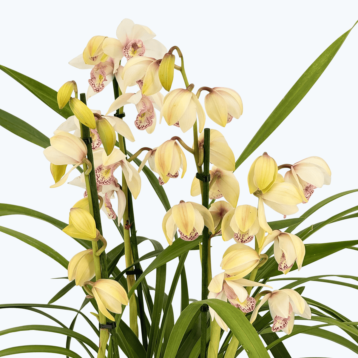 Cymbidium XL mit 4 Rispen und weißen Blüten