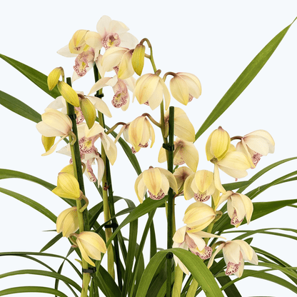 Cymbidium XL mit 4 Rispen und weißen Blüten