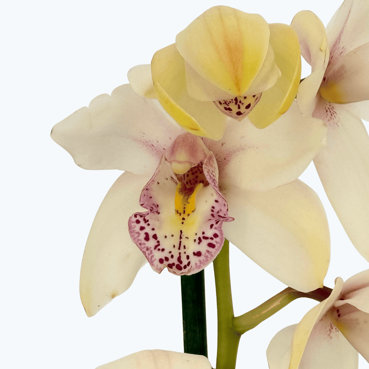Cymbidium XL mit 4 Rispen und weißen Blüten