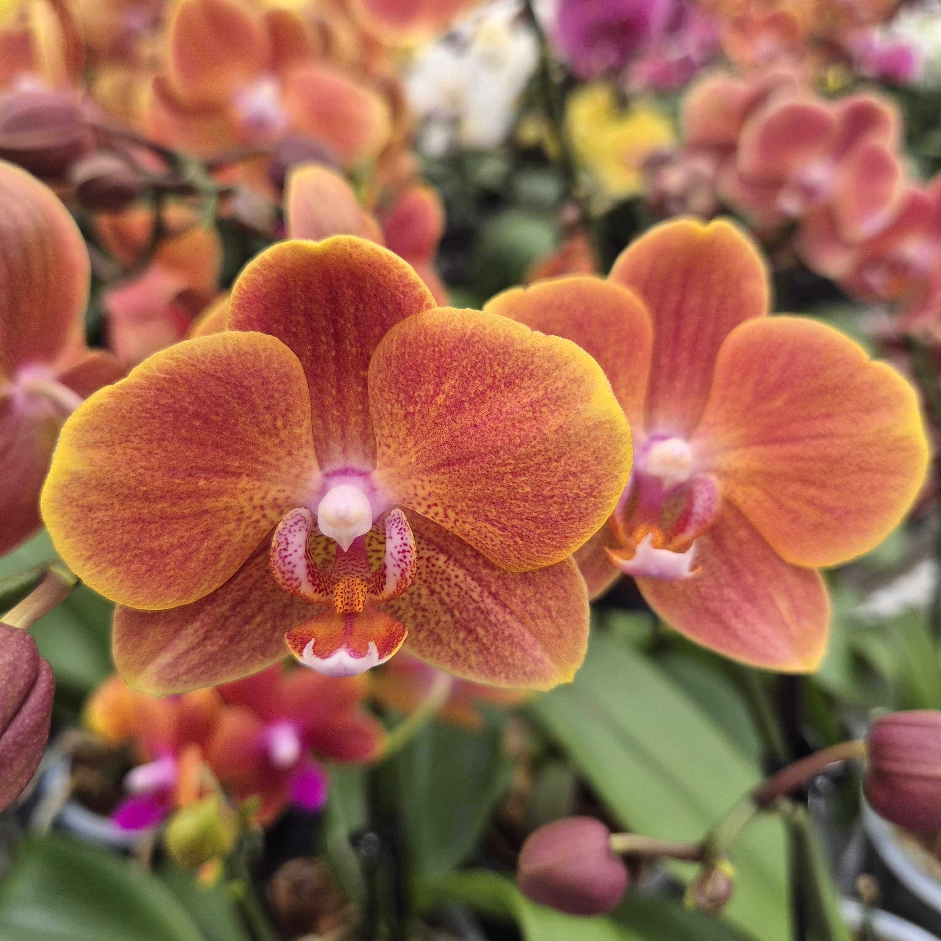 Phalaenopsis Dame Etna mit orange-gelben Blüten und 2 Rispen