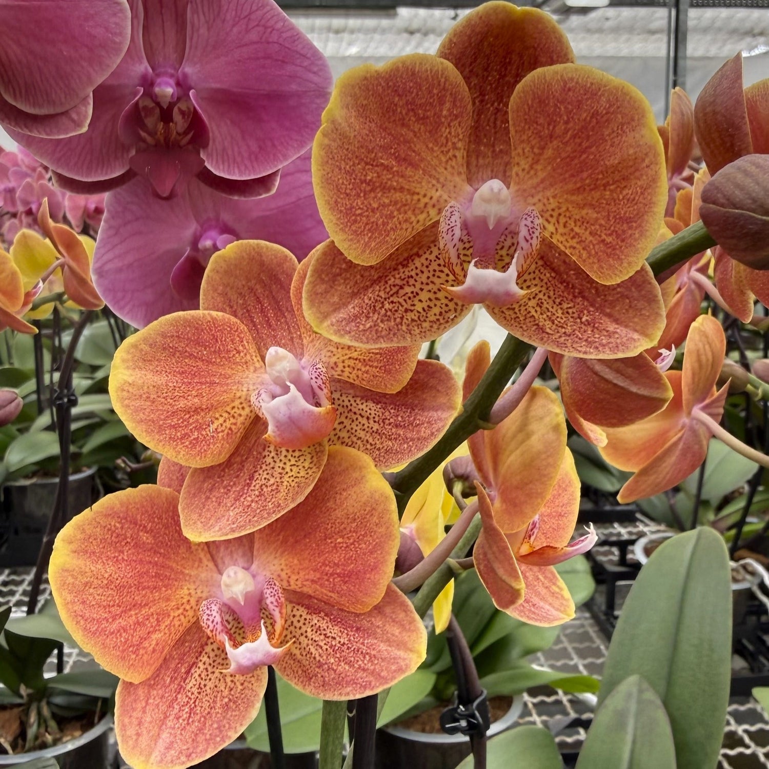 Phalaenopsis Dame Etna mit orange-gelben Blüten und 2 Rispen