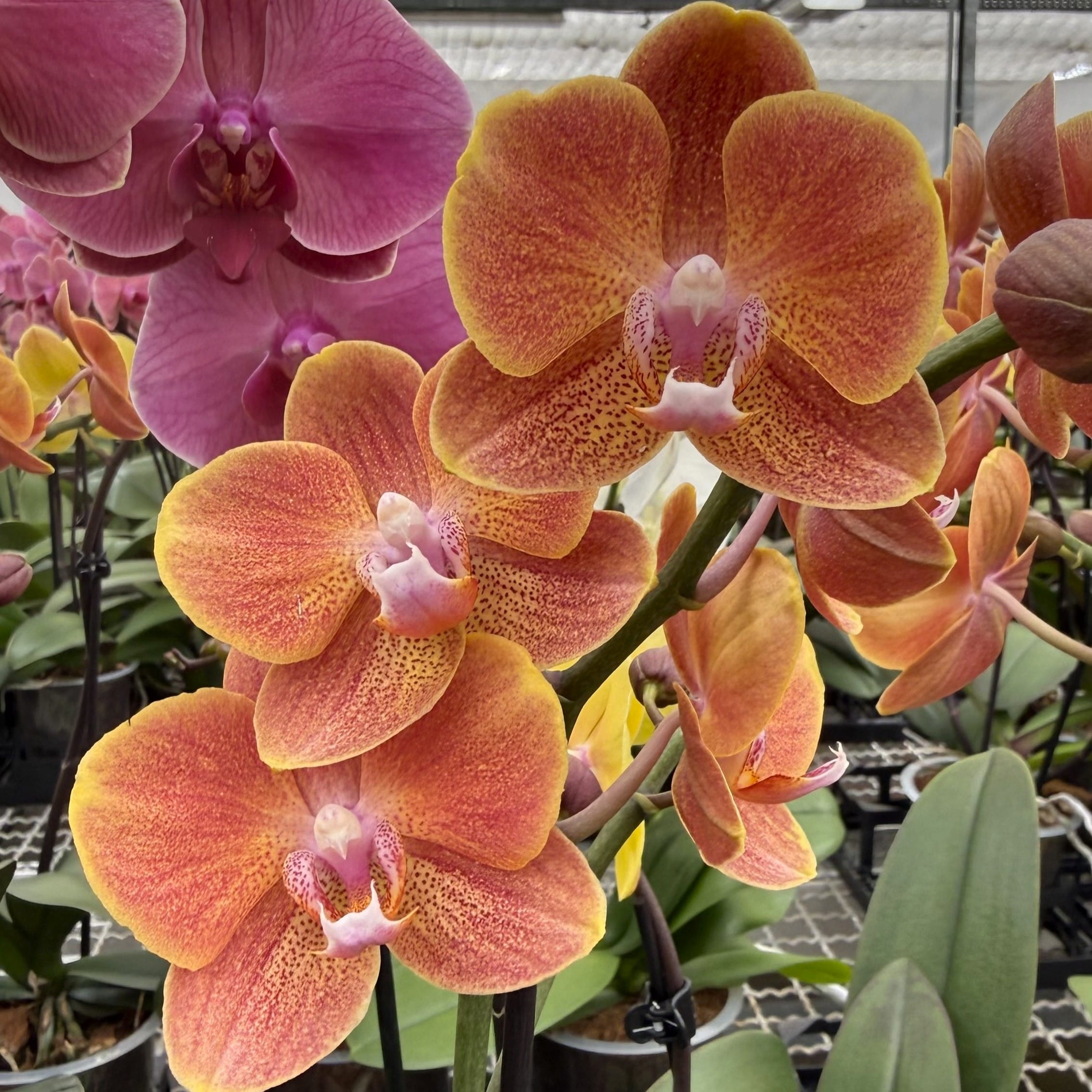 Phalaenopsis Dame Etna mit orange-gelben Blüten und 2 Rispen
