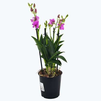 Dendrobium phalaenopsis mit zartrosa Blüten und 2+ Stielen