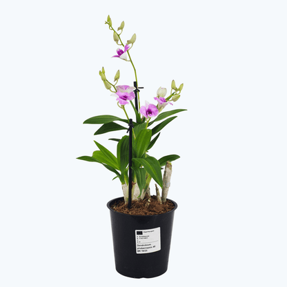 Dendrobium phalaenopsis mit zartrosa Blüten und 2+ Stielen