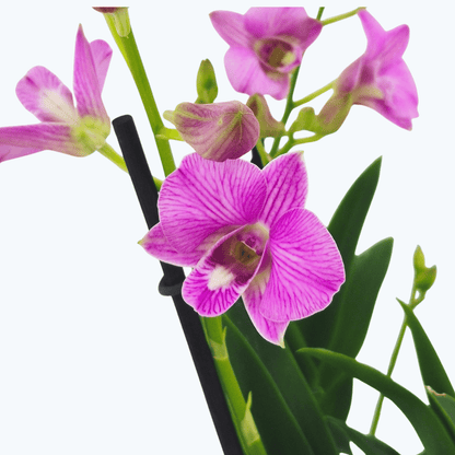 Dendrobium phalaenopsis mit zartrosa Blüten und 2+ Stielen