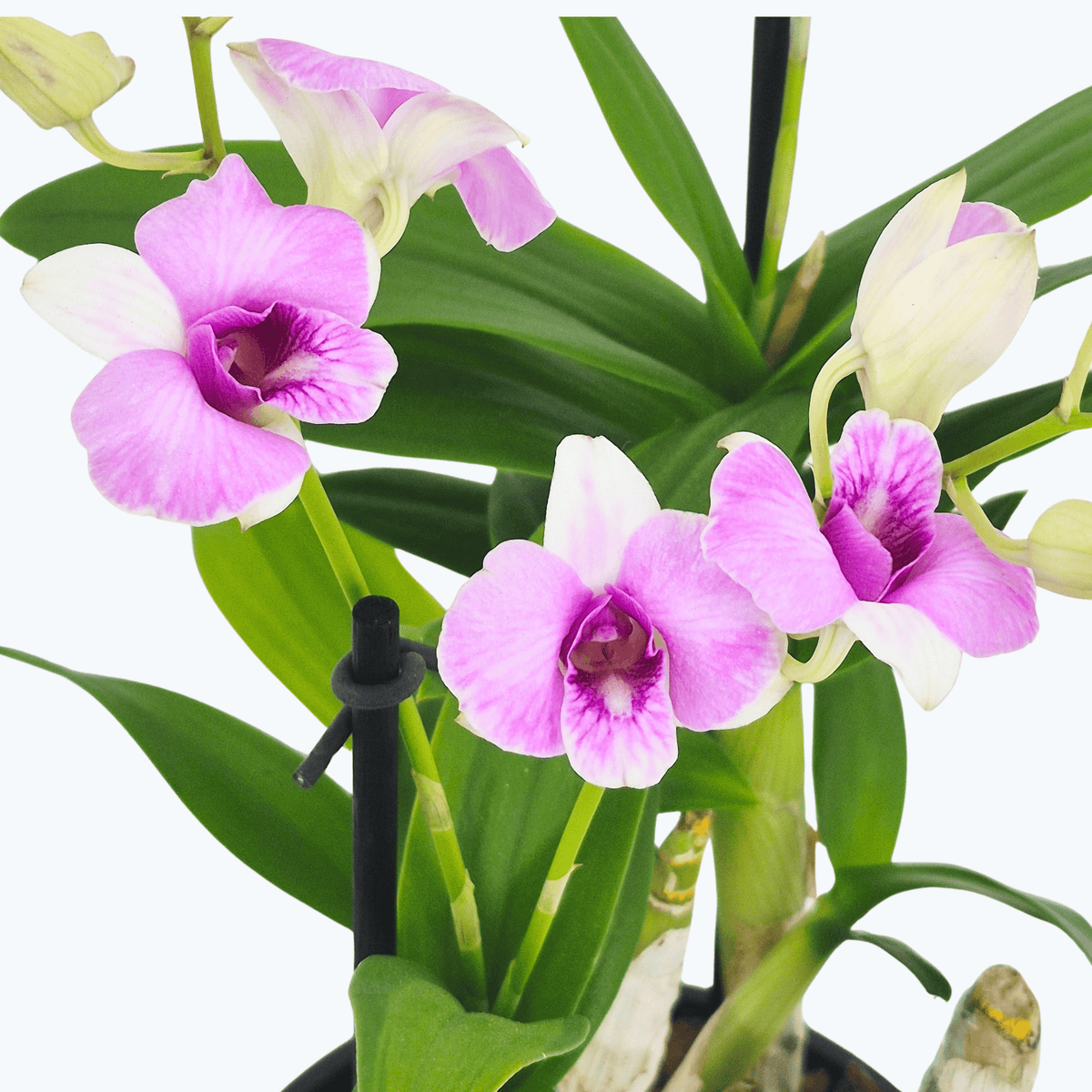 Dendrobium phalaenopsis mit zartrosa Blüten und 2+ Stielen