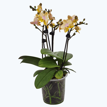 Große Two of Us Duftorchidee Elemental mit gelben Blüten mit 4+ Rispen