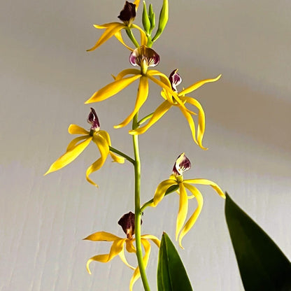 Encyclia Jasper mit orange-gelben Blüten und 1+ Rispen