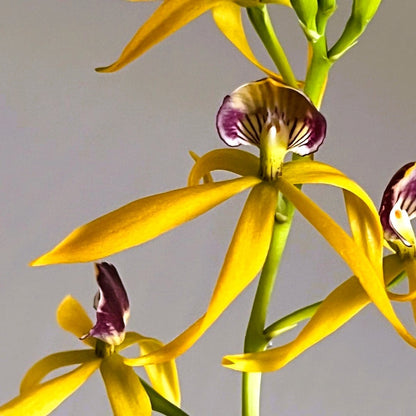 Encyclia Jasper mit orange-gelben Blüten und 1+ Rispen