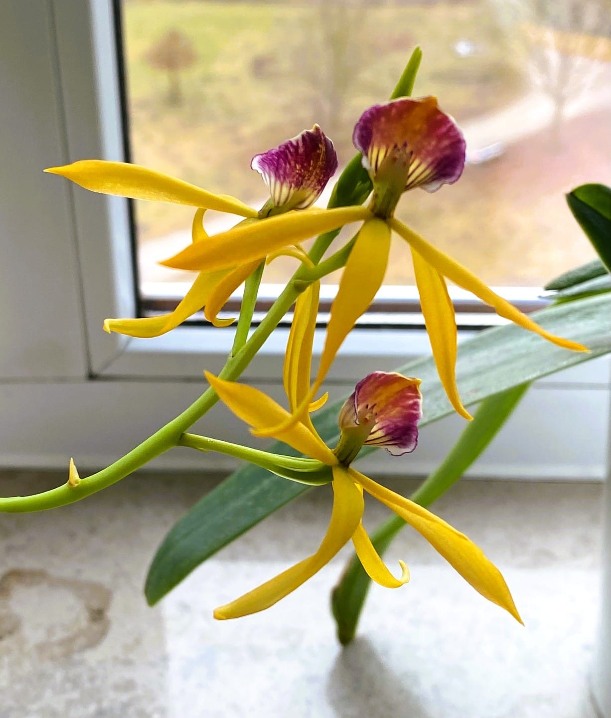 Encyclia Jasper mit orange-gelben Blüten und 1+ Rispen
