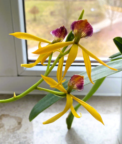 Encyclia Jasper mit orange-gelben Blüten und 1+ Rispen
