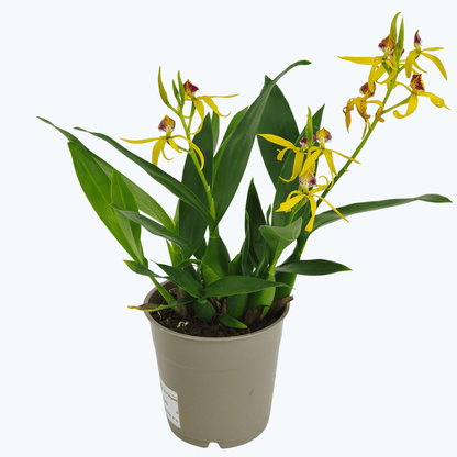 Encyclia Jasper mit orange-gelben Blüten und 2+ Rispen im 12 cm Topf