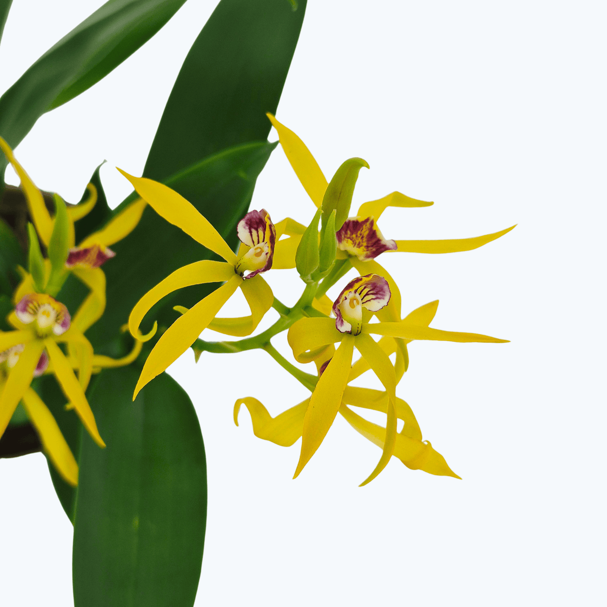 Encyclia Jasper mit orange-gelben Blüten und 2+ Rispen im 12 cm Topf