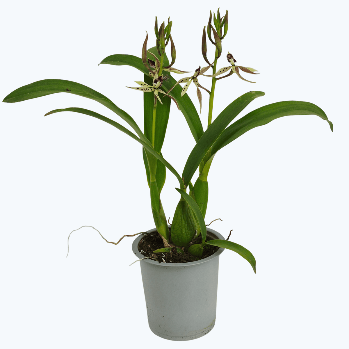 Encyclia Octopussy mit creme-grünen Blüten und 1+ Rispe im 12 cm Topf