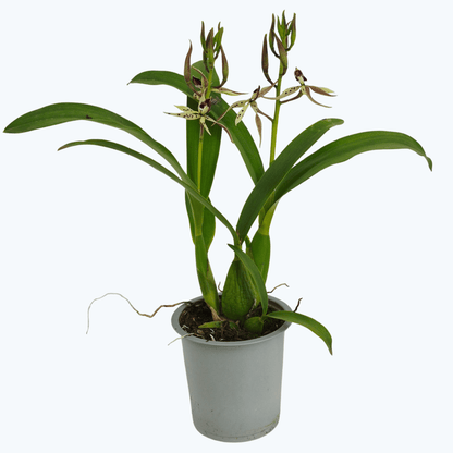 Encyclia Octopussy mit creme-grünen Blüten und 1+ Rispe im 12 cm Topf