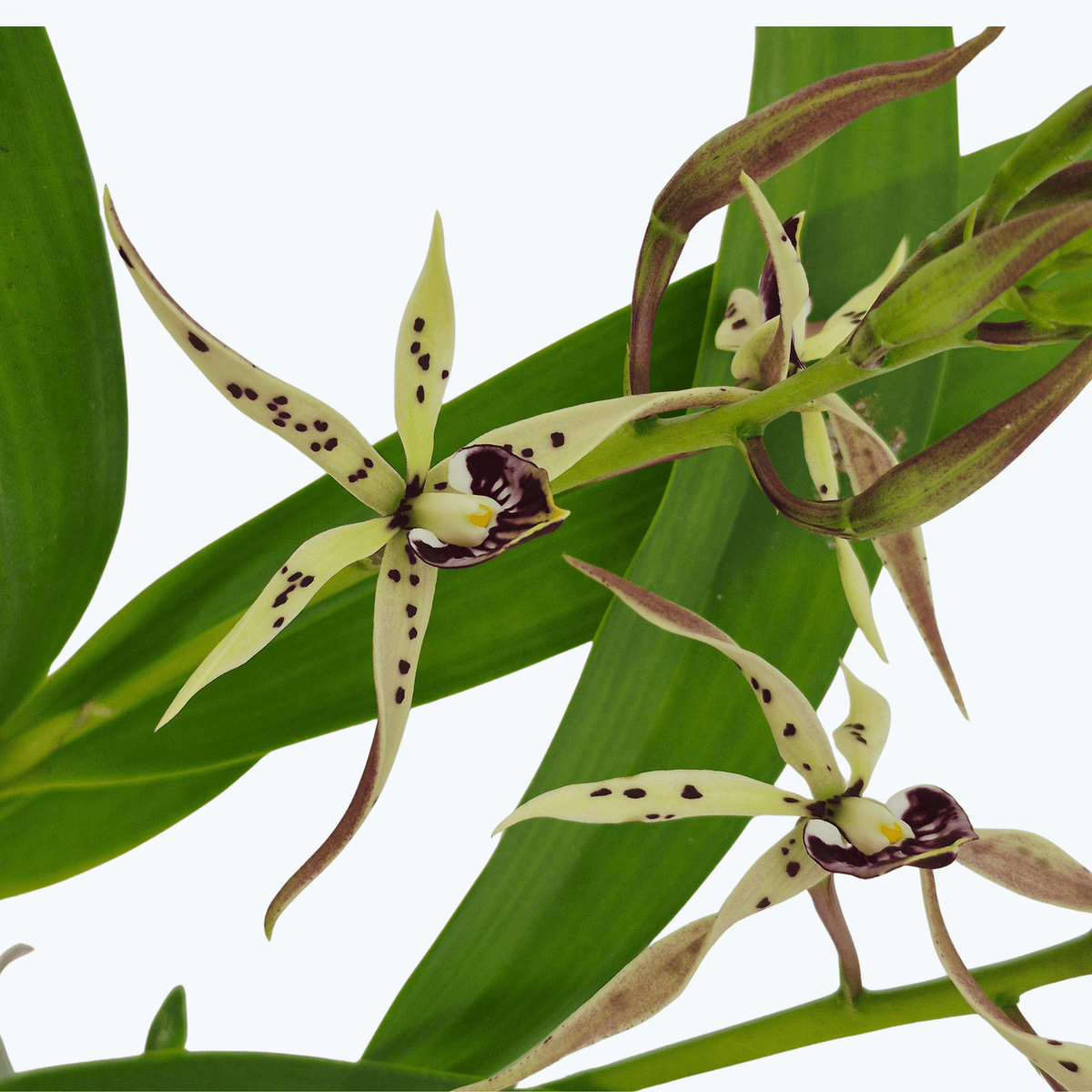 Encyclia Octopussy mit creme-grünen Blüten und 1+ Rispe im 12 cm Topf