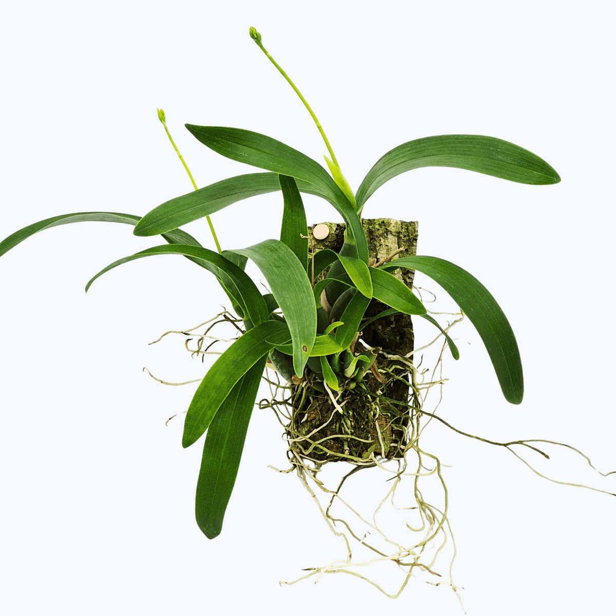 Encyclia vittelina auf Korkbrett mit Rispenansatz