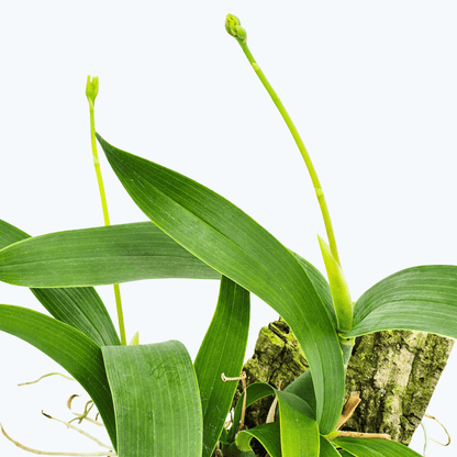 Encyclia vittelina auf Korkbrett mit Rispenansatz
