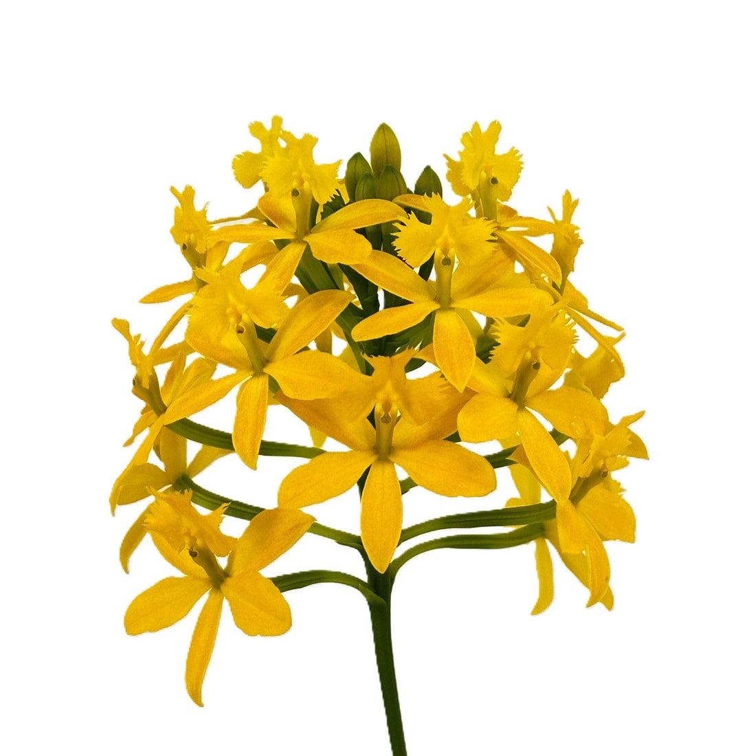 Epidendrum Nordic Fire Dauerblüher mit gelber Blüte und 2+ Rispen