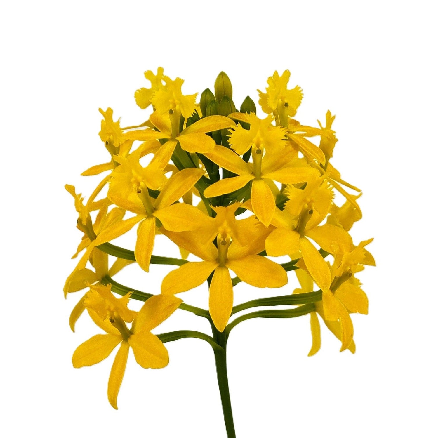 Epidendrum Nordic Fire Dauerblüher mit gelber Blüte und 2+ Rispen
