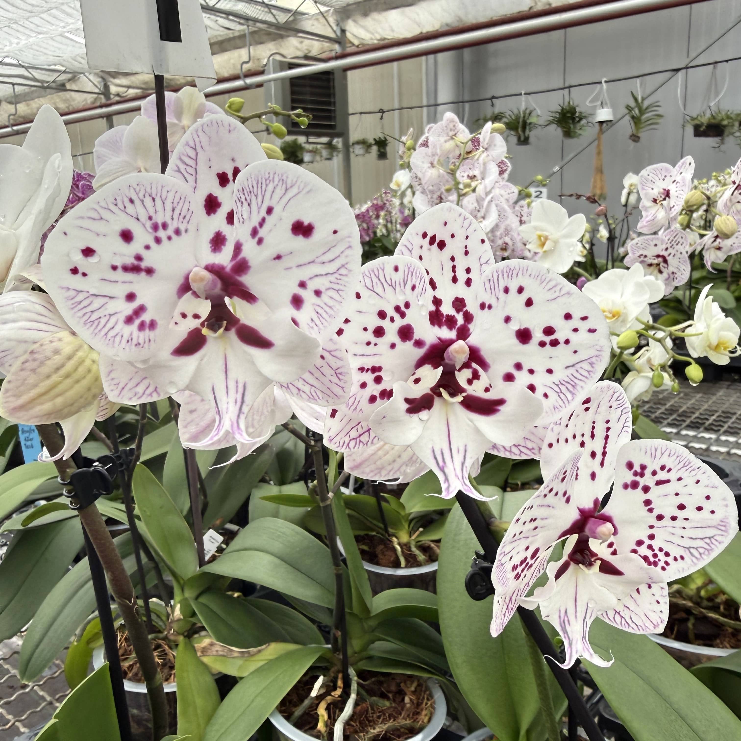 Phalaenopsis Expressions mit weiß-rosa gefleckten Blüten und 3 Rispen