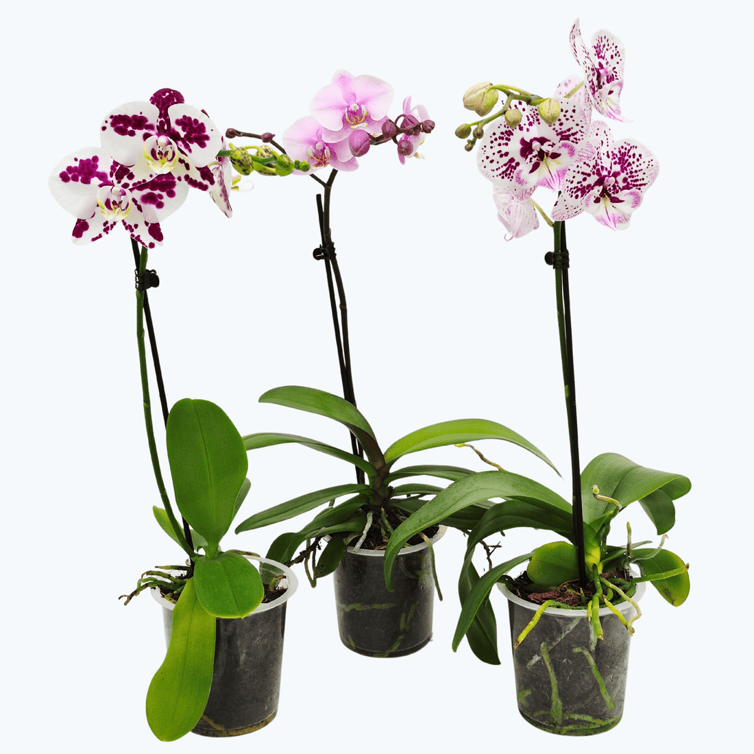 Phalaenopsis Farbmix im 3er Set mit 1 Rispe