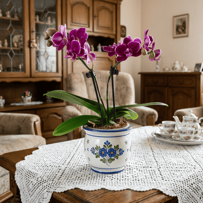 Table Dance Wilow mit dunkel-bordeauxfarbenen Blüten und 2 Rispen