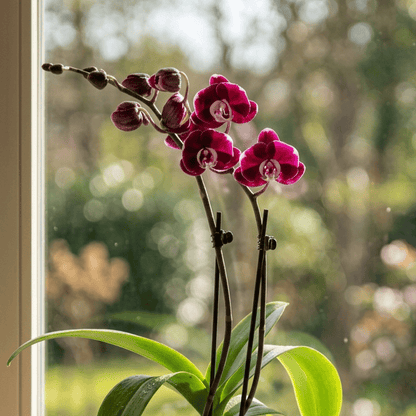 Phalaenopsis Seraphina Black mit dunkelvioletten Blüten und 2 Rispen