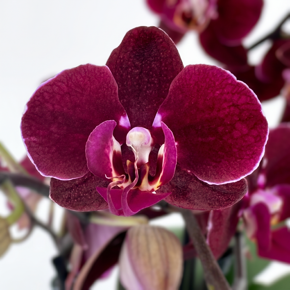 Phalaenopsis Cartagena mit dunklen bordeauxroten Blüten und 3 Rispen