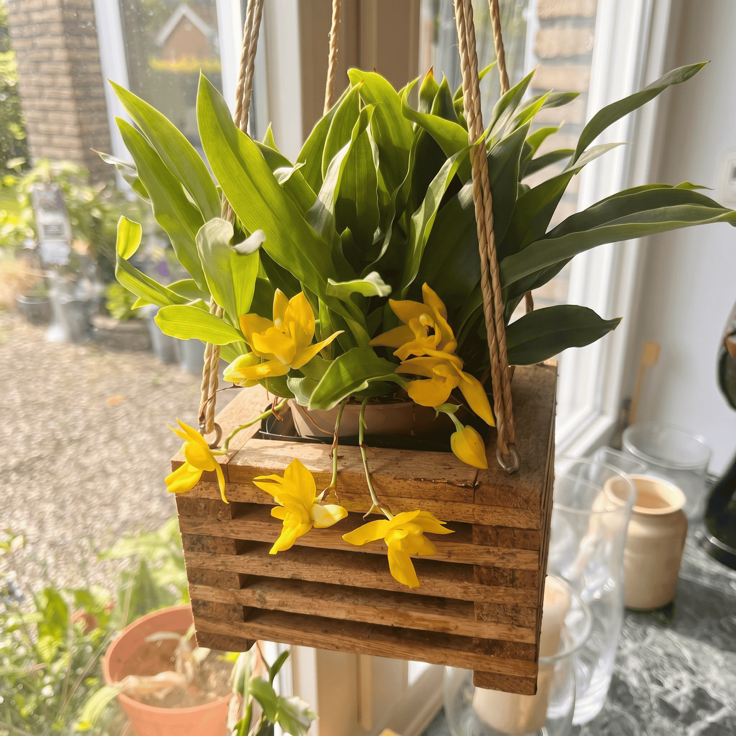 Promenaea Sunlight mit gelben Blüten