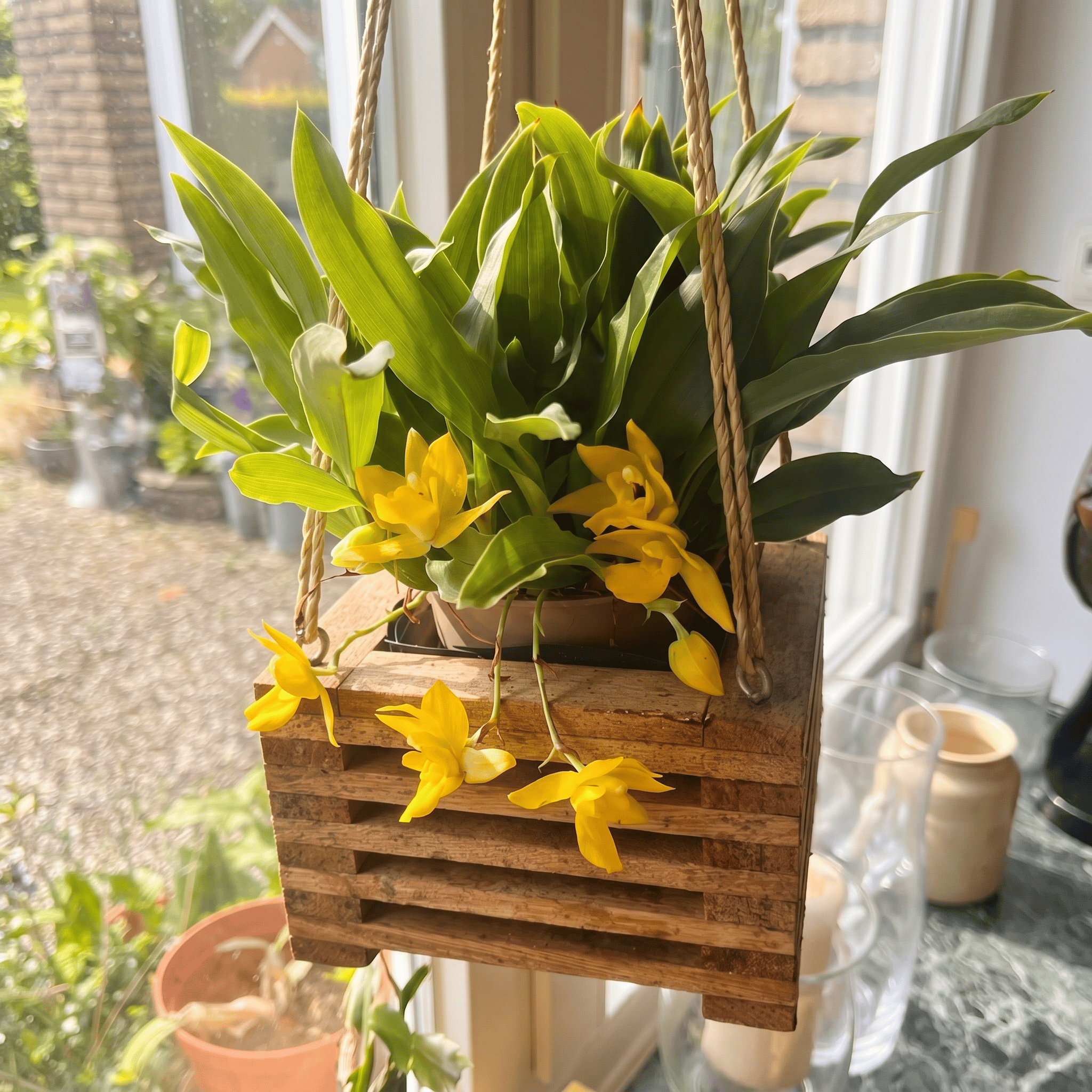 Promenaea Sunlight mit gelben Blüten