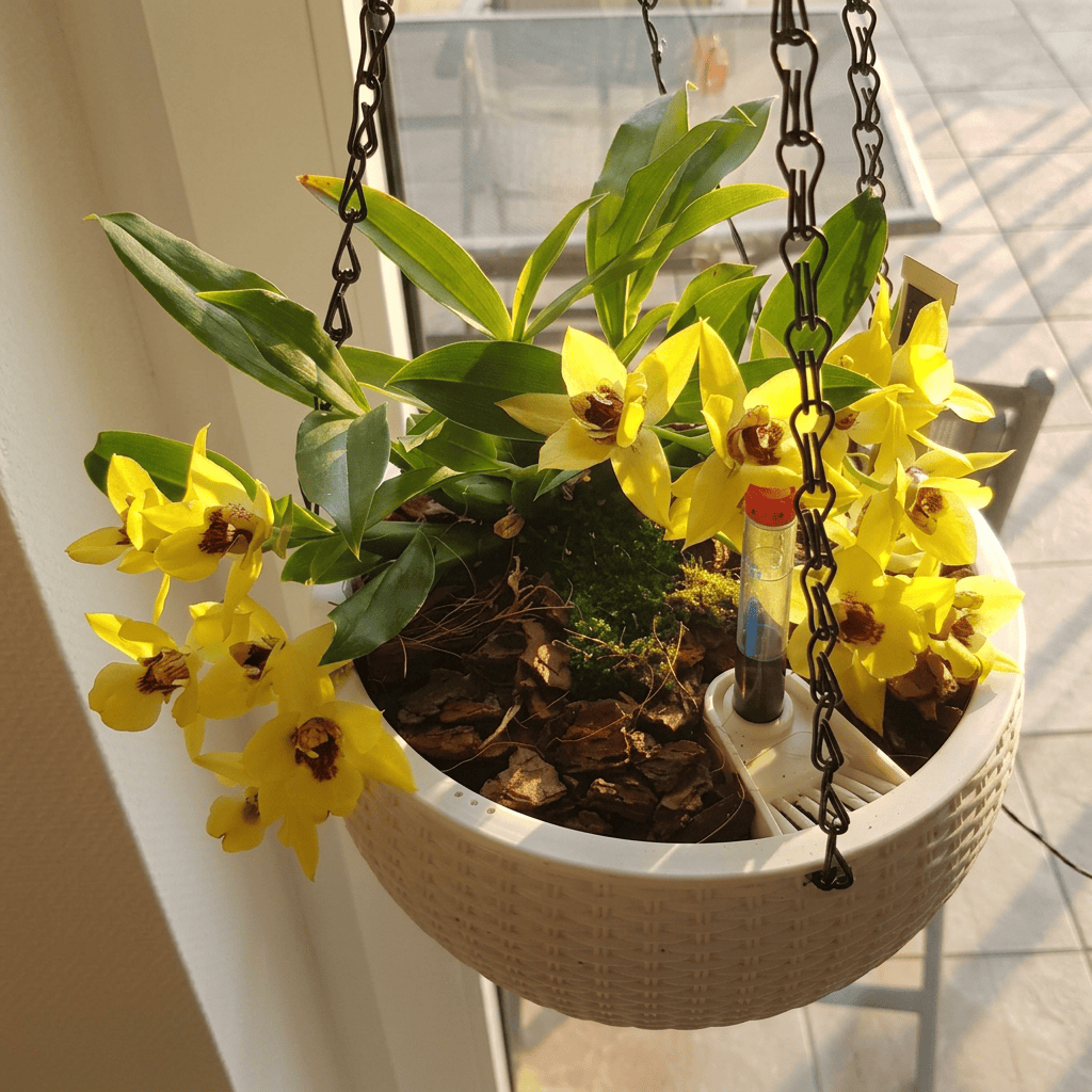 Propetalum Akka mit gelben Blüten und 2 Rispen